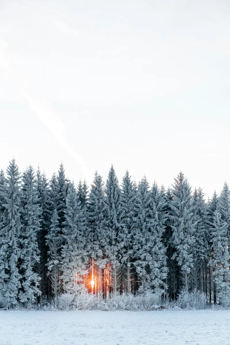 Snötäckt granskog med lågt solljus mellan stammarna